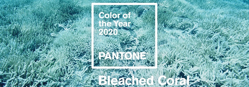 Главный цвет 2020 года от Pantone в дизайне